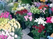 「花のはやせ」　（京都府京都市南区）の花屋店舗写真2